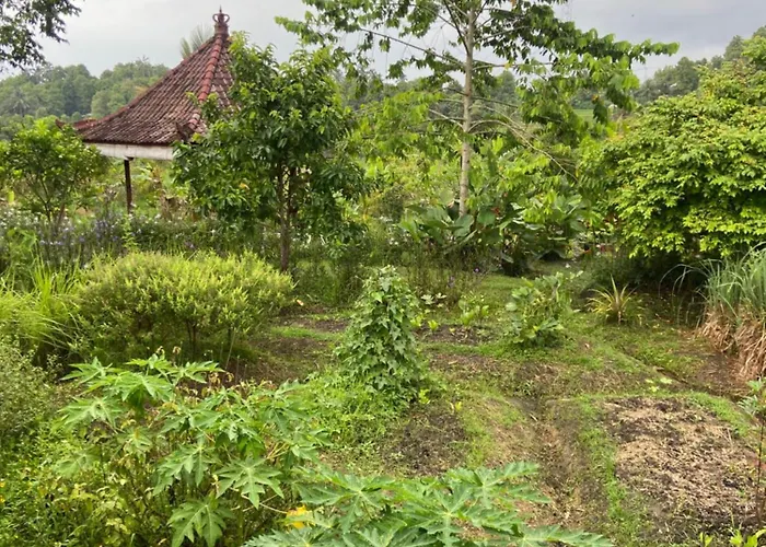 Farm stay North Bali Eco Nature Retreat