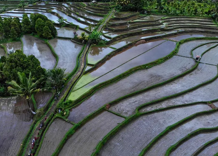 Farm stay North Bali Eco Nature Retreat *